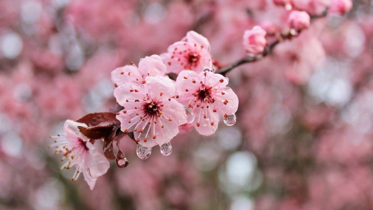 Vânt puternic în toată țara și ploi în mai multe raioane din nord. Cine va avea nevoie de umbrelă pe 7 aprilie