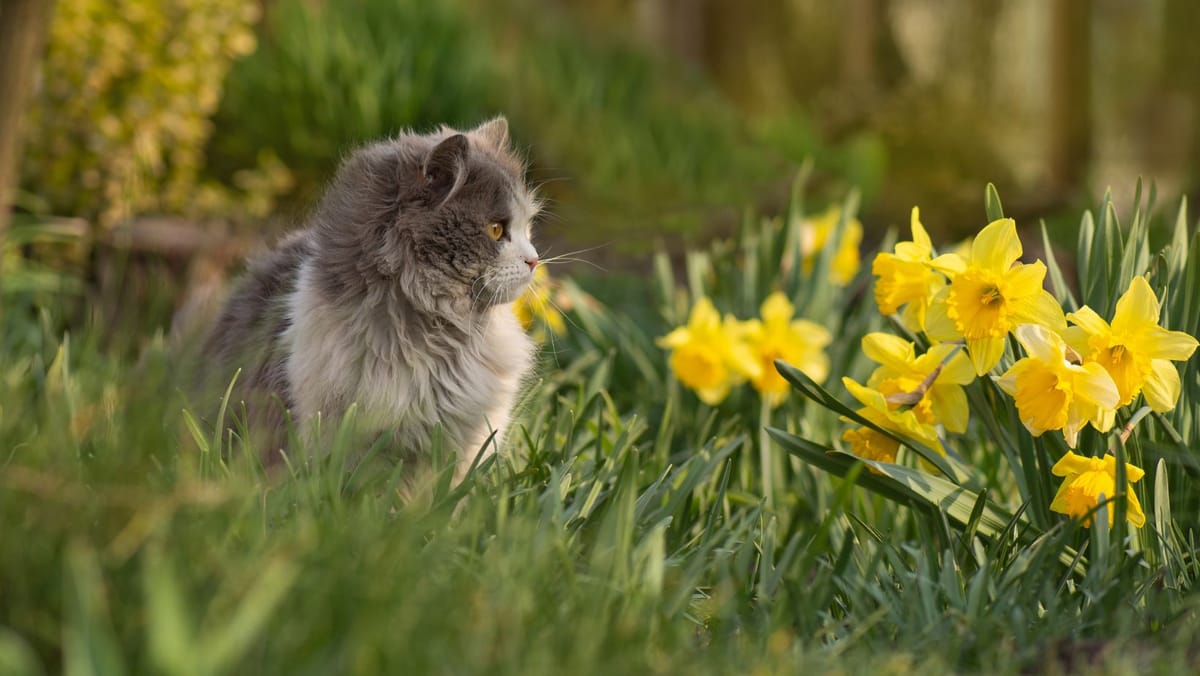Săptămâna începe cu vreme rece și ploi slabe pe alocuri. Înghețurile rămân în vigoare