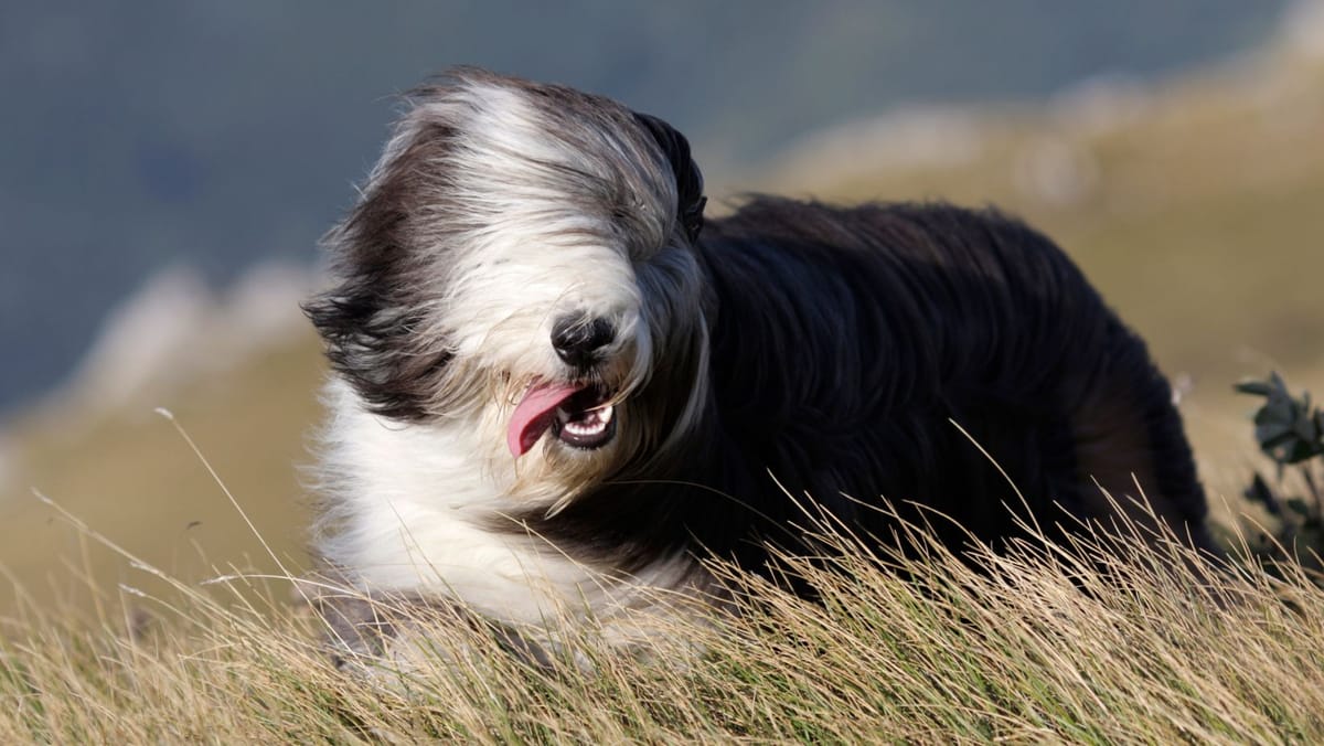 Cod galben de vânt în toată țara. Rafalele pot ajunge până la 20 m/s