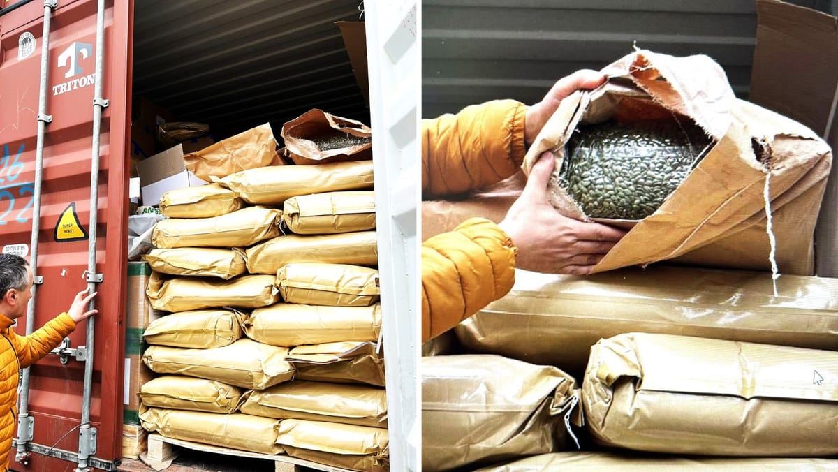 15 tone de semințe contaminate, oprite la frontieră. ANSA avertizează asupra riscurilor