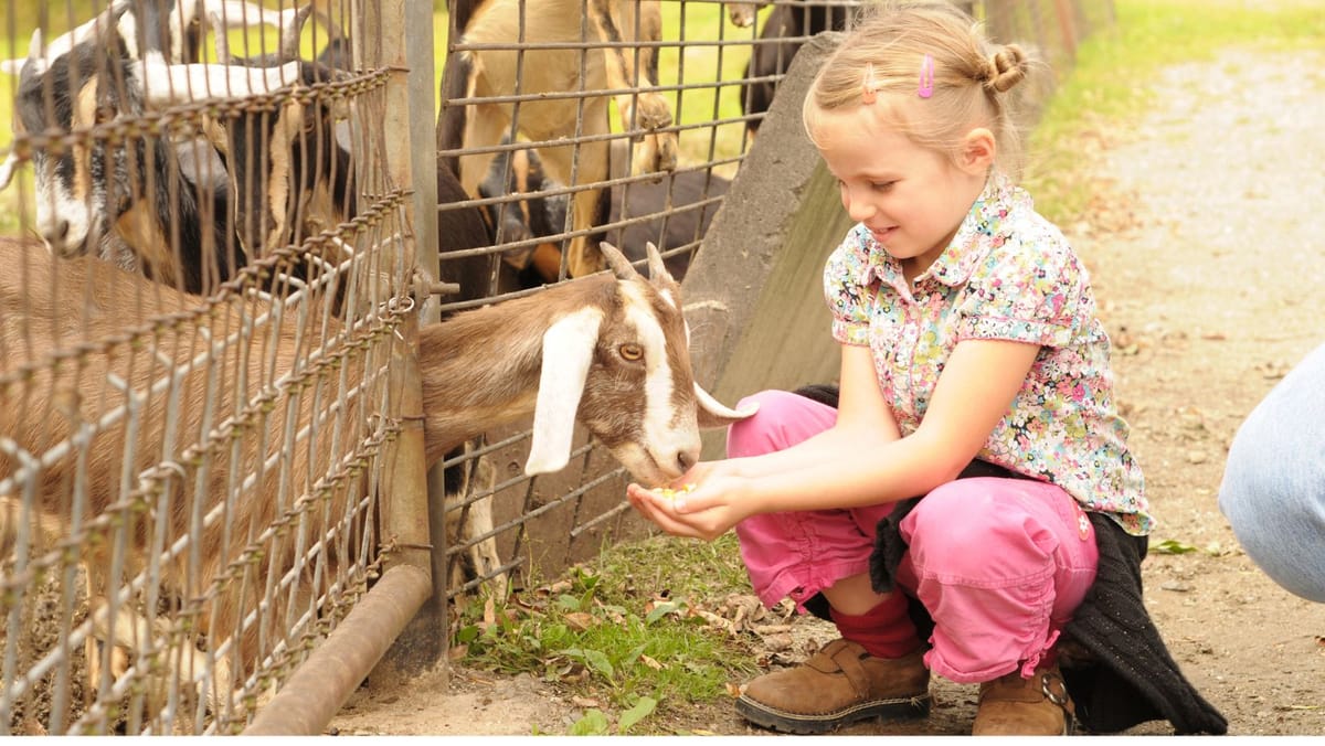 Reguli noi pentru grădinile zoologice din R. Moldova. Legea pune accent pe protecția animalelor și condiții mai bune