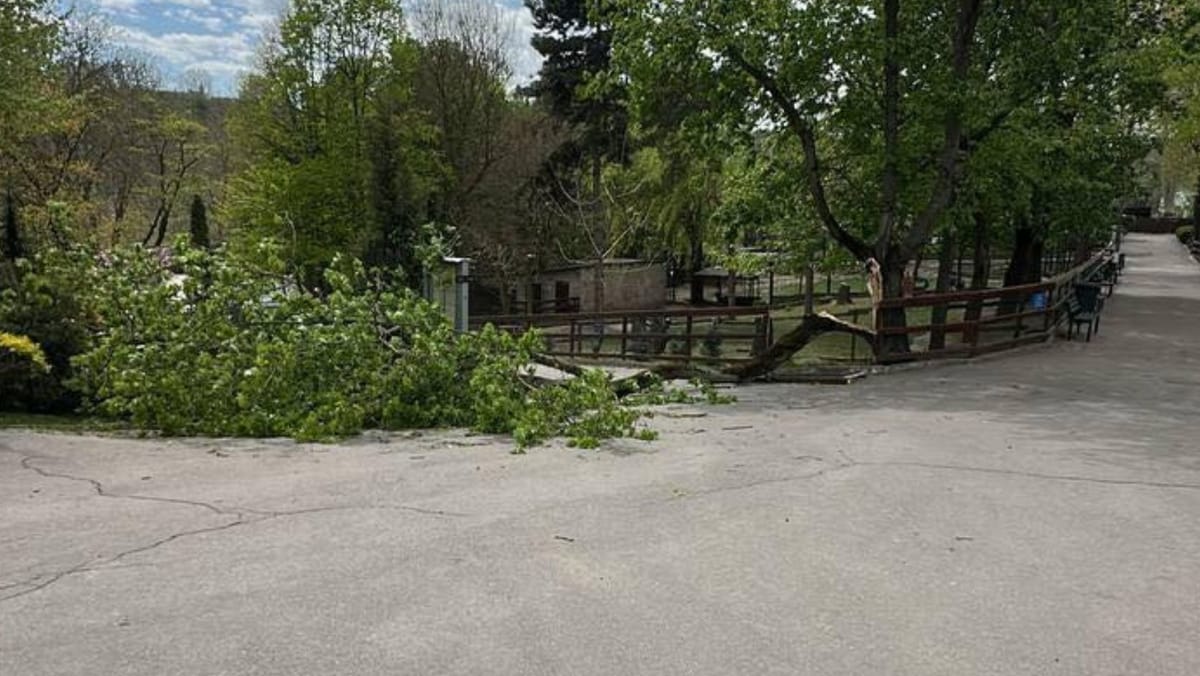 Anchetă internă la Grădina Zoologică, după ce un copac a căzut peste un copil. Minorul rămâne în stare gravă