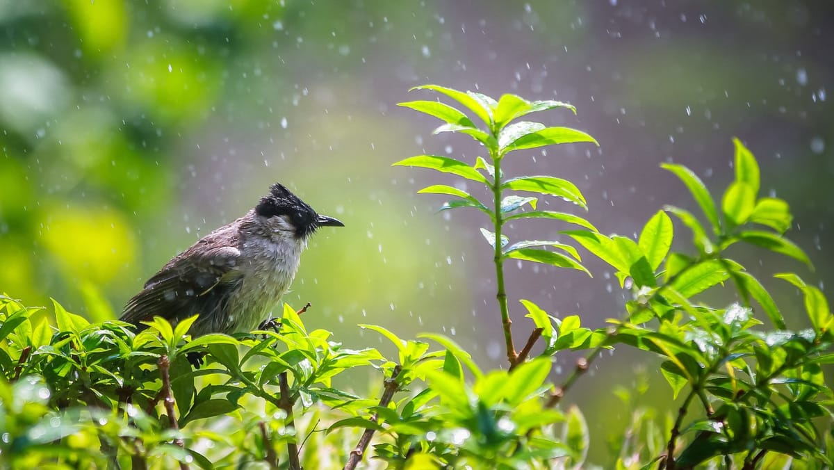 Săptămâna începe cu ploi slabe în toată țara. Cum va fi vremea luni, 20 aprilie