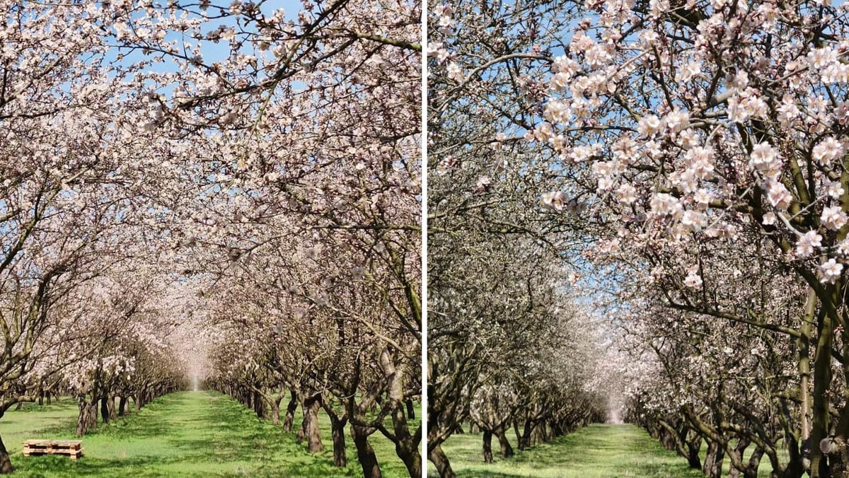 Livada de migdali de la Dumbrava Veche a înflorit. Vizitatorii sunt așteptați pentru plimbări și ședințe foto de primăvară
