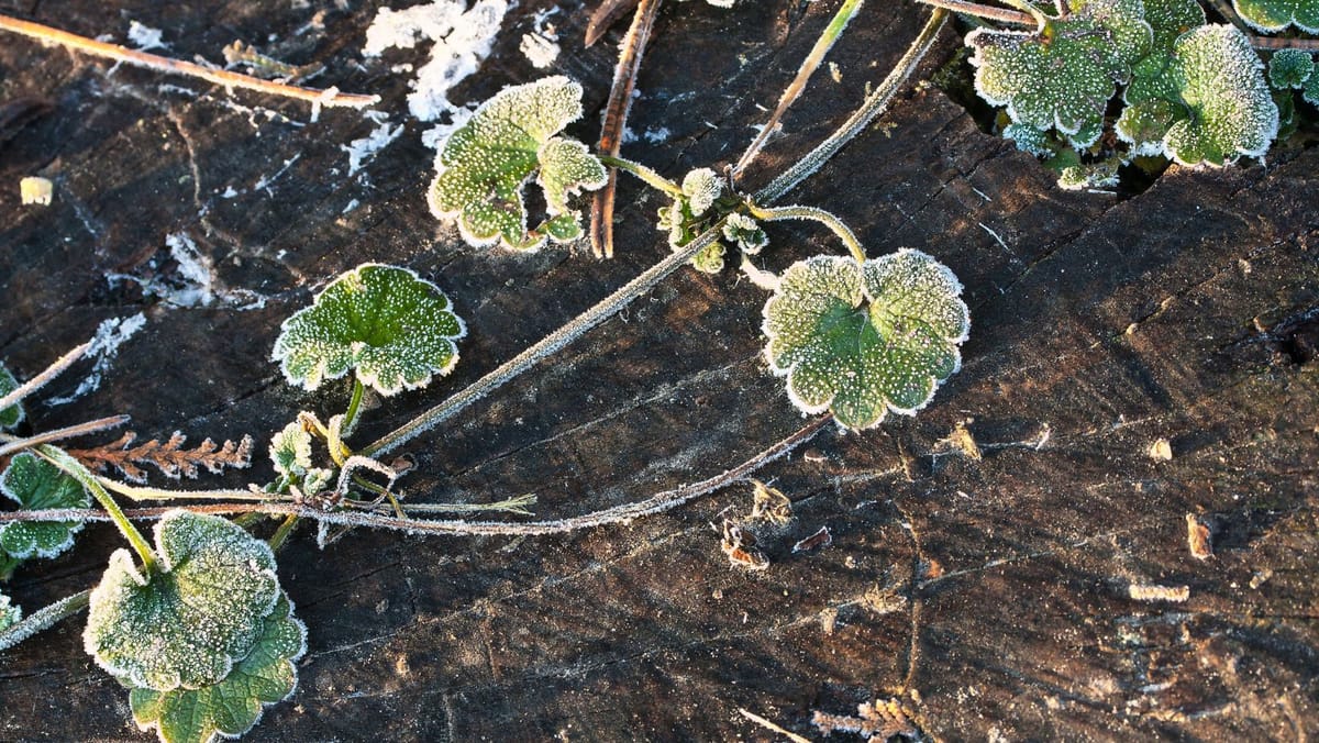 Un nou cod galben de înghețuri anunțat pentru nordul și centrul țării în noaptea de 1 mai