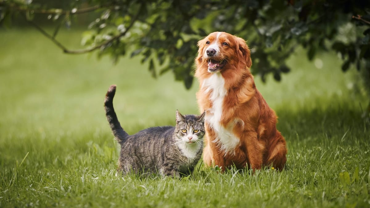 Mijloc de săptămână cu temperaturi modeste și cer acoperit de nori. Meteorologii anunță o răcire a vremii