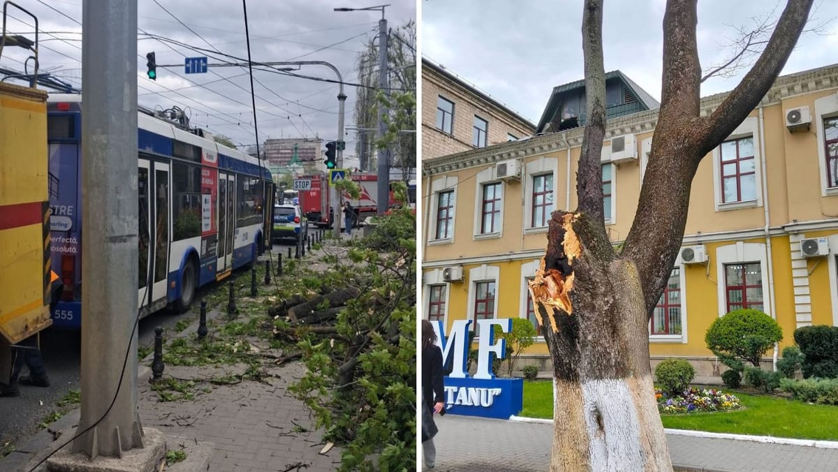 După incidentul cu troleibuzul avariat de o creangă, Spații Verzi vine cu explicații: Cine răspunde de arborii din zonă?
