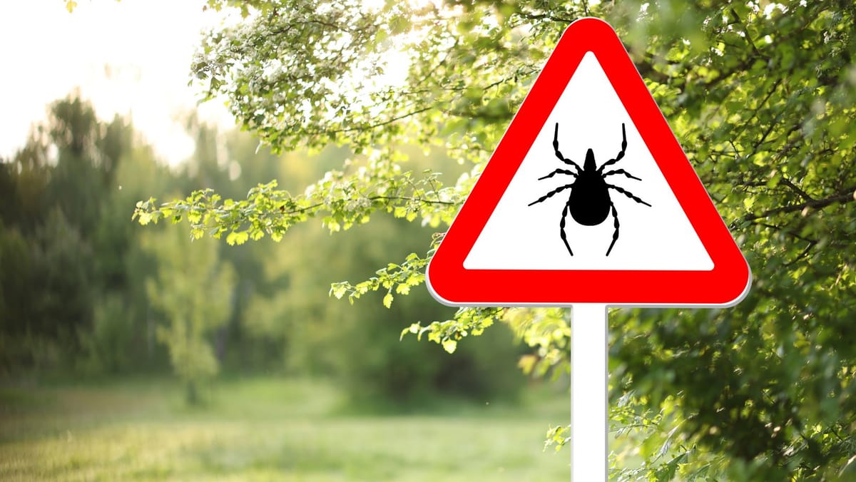 Atenție la căpușe! Ce recomandă specialiștii pentru a evita înțepăturile în sezonul cald