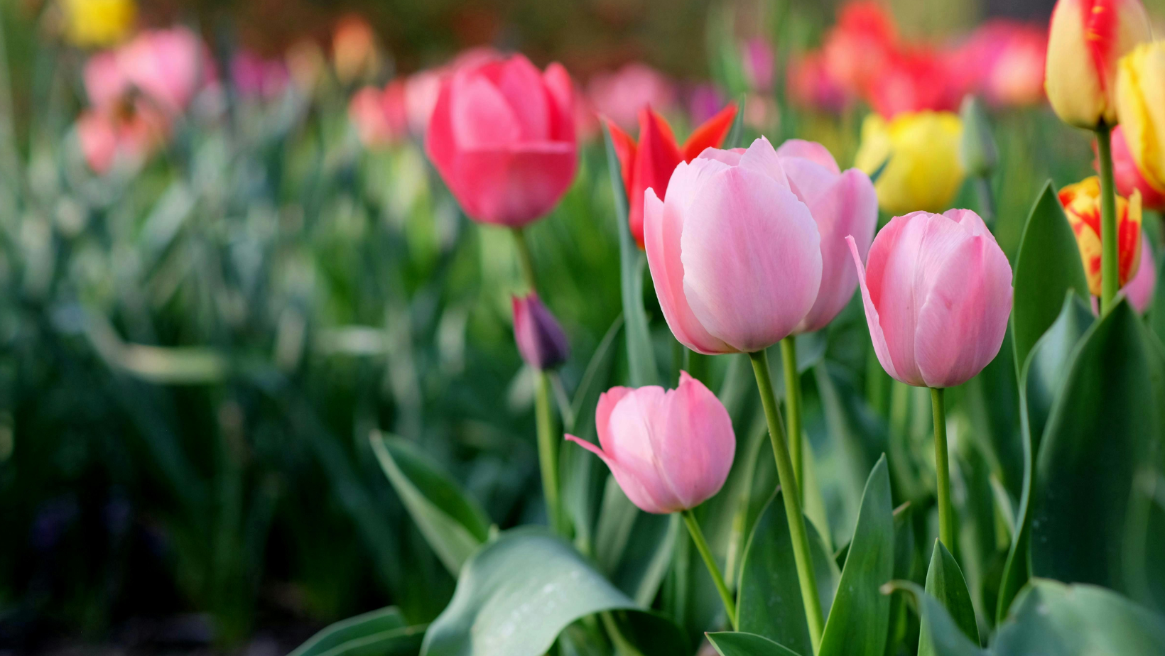 De la îngheț la vreme caldă în aceeași zi: prognoza meteo pentru astăzi