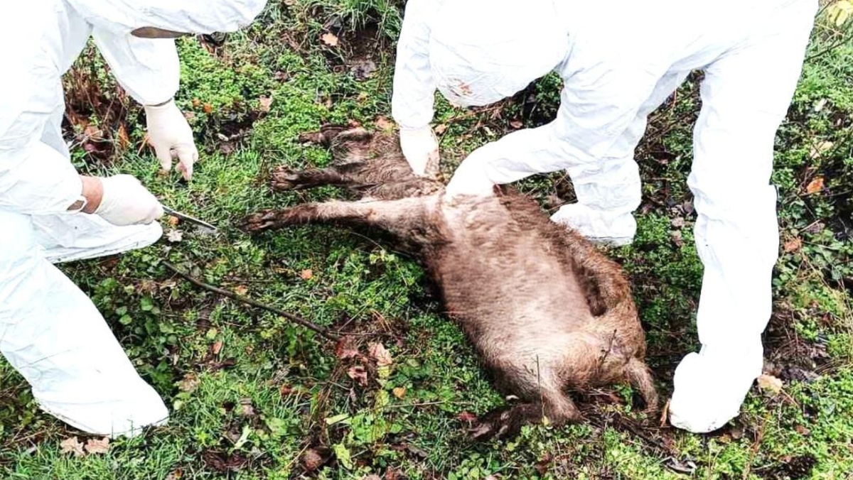 Focare de rabie și pestă porcină africană confirmate în mai multe regiuni: ANSA avertizează asupra riscurilor