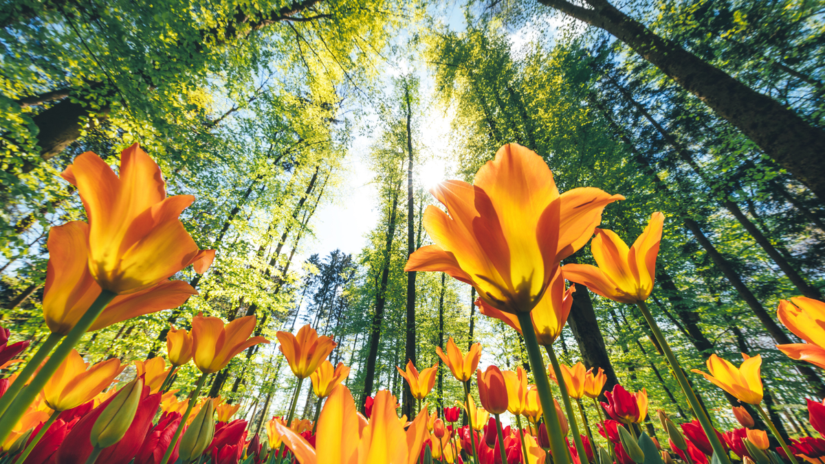 Soare și maxime de până la +19°C - prognoza meteo pentru astăzi în R. Moldova