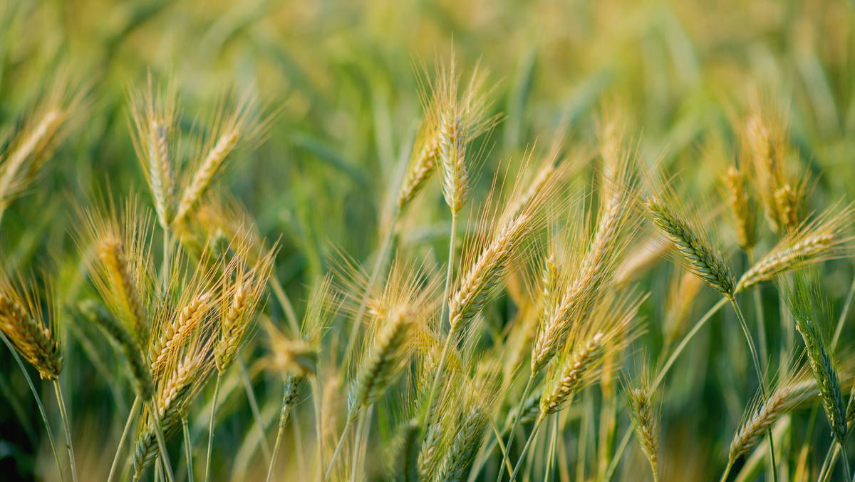 Fermierii vor beneficia de consiliere și mentorat pentru dezvoltarea afacerilor agricole