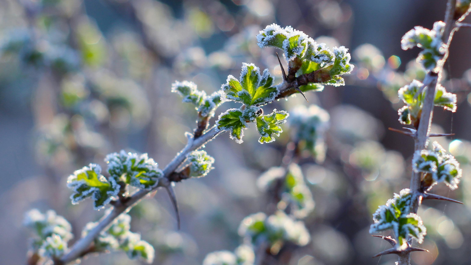 Cod galben de înghețuri în nordul țării: autoritățile îndeamnă agricultorii să ia măsuri urgente de protecție