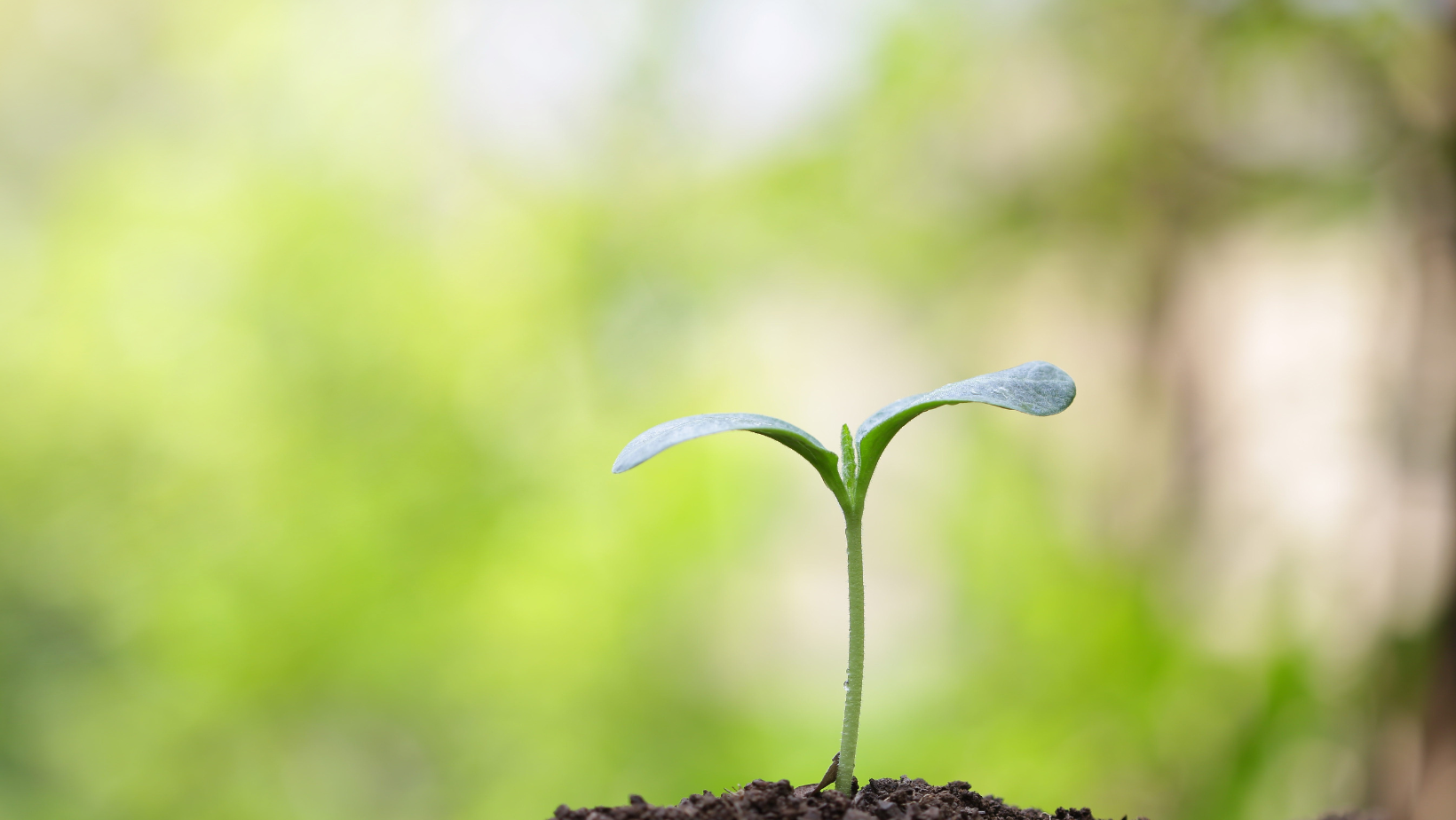 R. Moldova înăsprește regulile fitosanitare pentru importul de plante - țările vizate