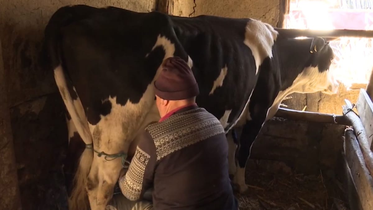 Procesatorii de lapte de vacă vor să reducă cu aproape 50% volumele preluate de la gospodăriile din raionul Glodeni