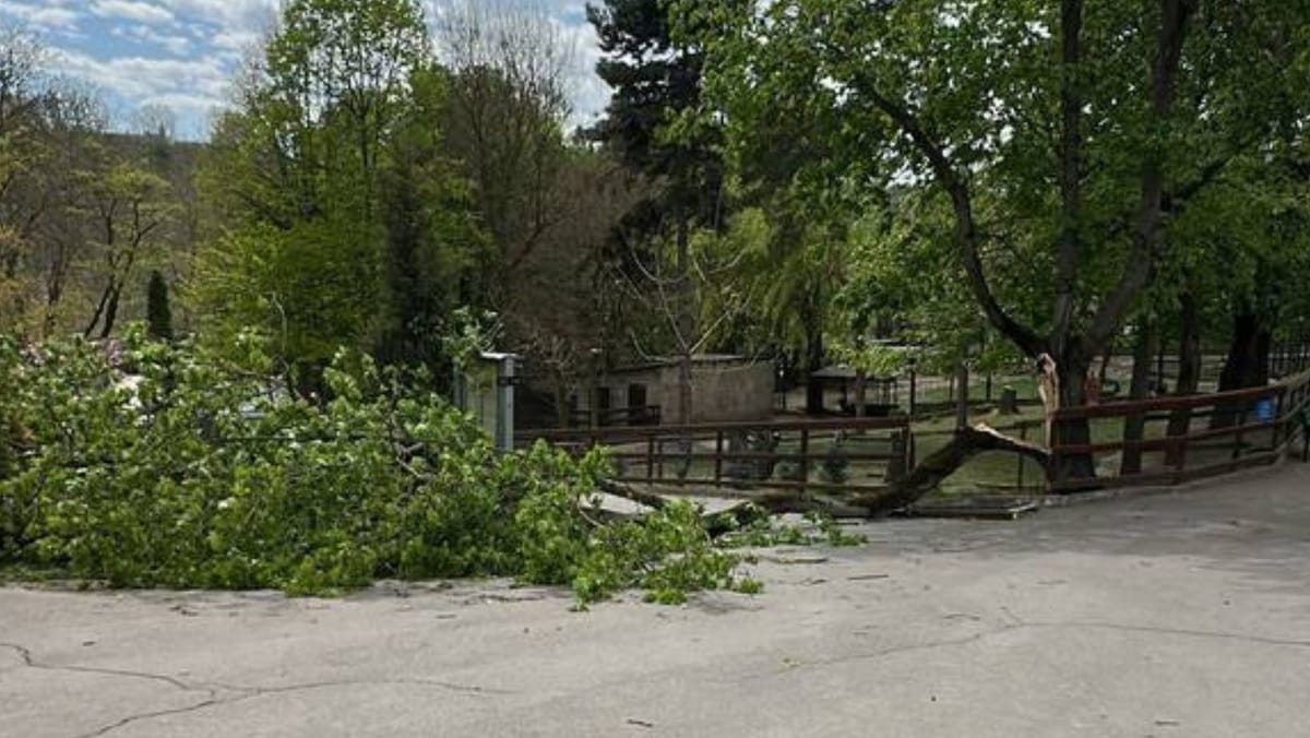 Băiețelul rănit la Grădina Zoologică din Chișinău a fost transferat din secția de terapie intensivă