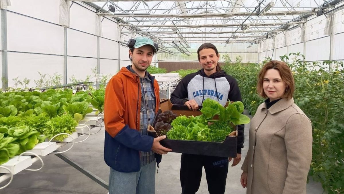 De la seră la laborator. Studenții de la Științe Agricole au analizat calitatea salatei cultivate hidroponic
