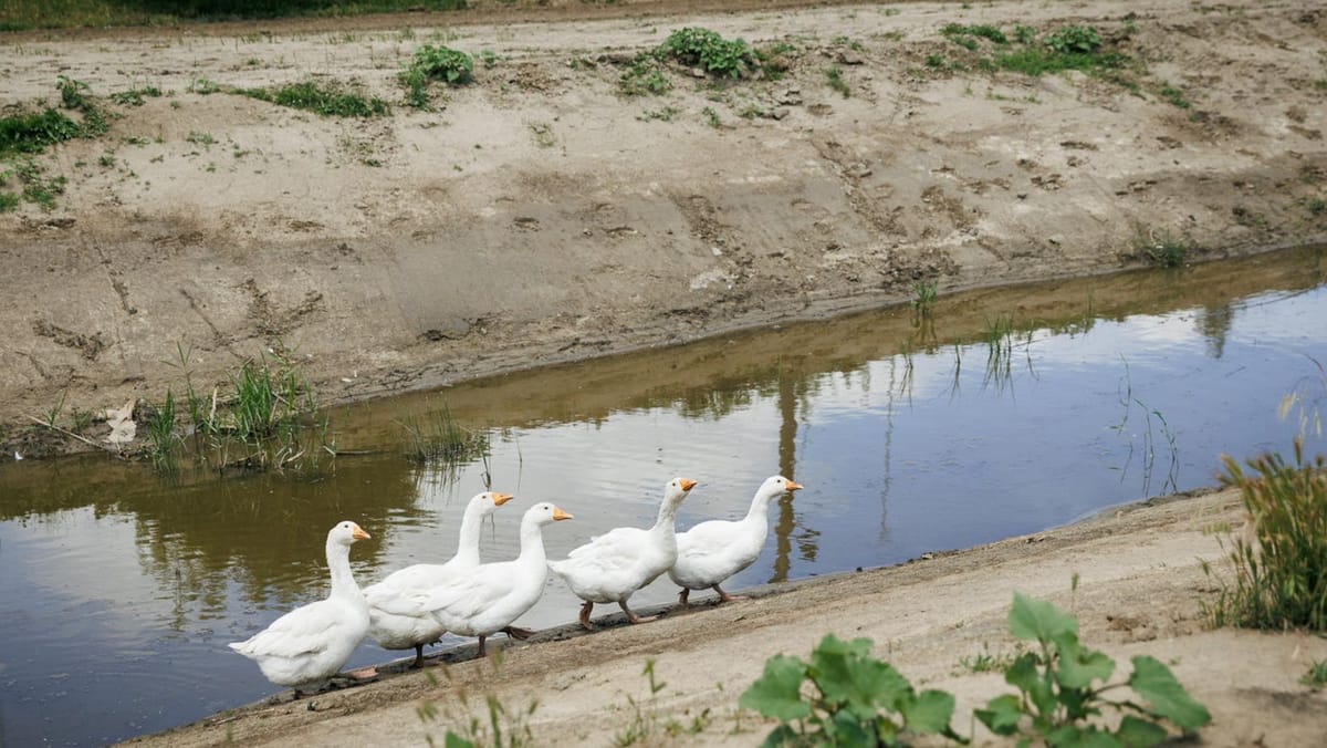 FOTO/ Mai puține riscuri de inundații pentru locuitorii din Sîrma. Râul care traversează satul a fost curățat și adâncit