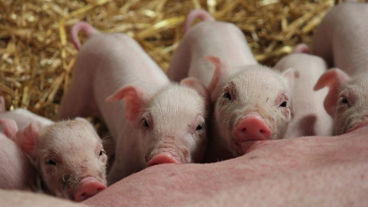 Noi focare de pestă porcină africană în R. Moldova: ANSA lansează un nou concept de prevenire
