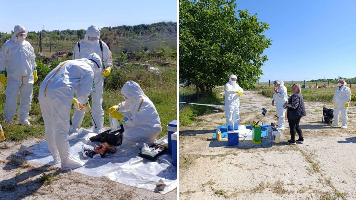 Focar de gripă aviară, simulat în sudul țării. Specialiștii și-au testat reacția