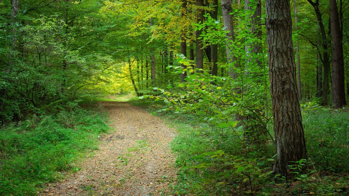 Câte păduri are, de fapt, Republica Moldova și în ce stare sunt. Începe primul inventar forestier din istoria țării