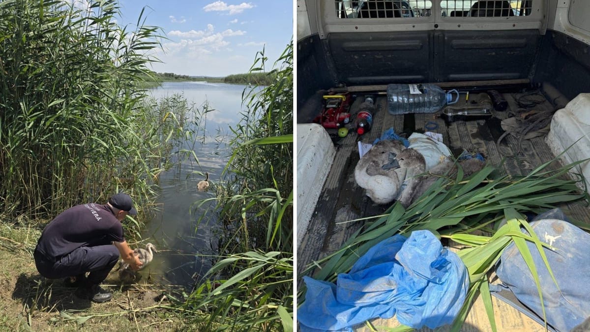 Doi pui de lebădă, găsiți într-o mașină oprită la Cahul. Păsările au fost eliberate în natură
