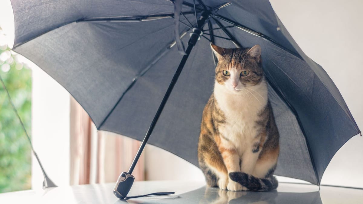 Nu ieșiți din casă fără umbrelă! În toată țara sunt prognozate ploi, preponderent sub formă de averse cu descărcări electrice