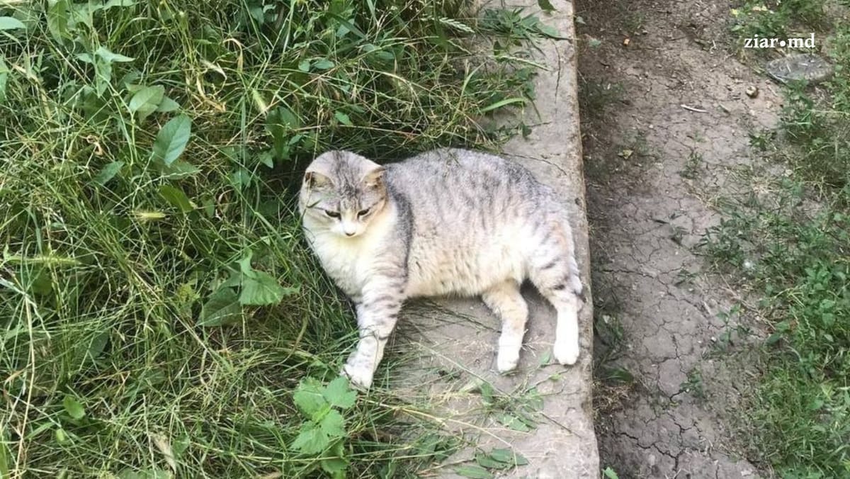 Căldura sufocantă pune în pericol animalele fără stăpân. Chișinăuienii, îndemnați să le ofere apă