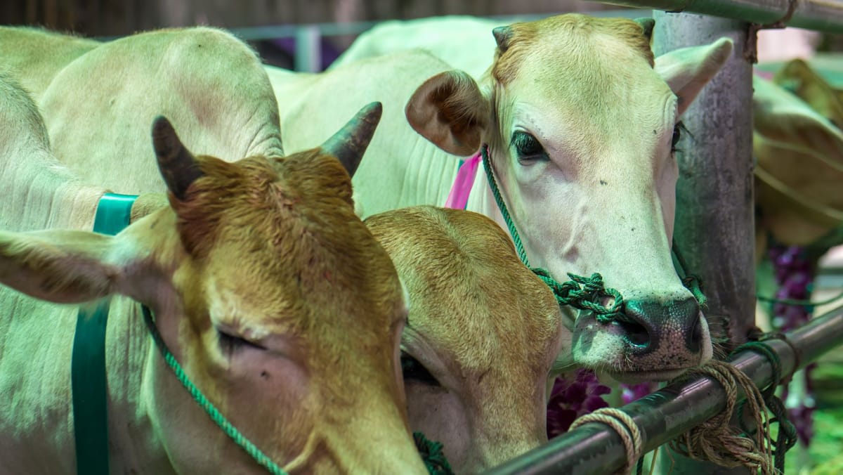 În mai puțin de două luni, în abatoarele din R. Moldova au fost depistate 158 de animale fără acte