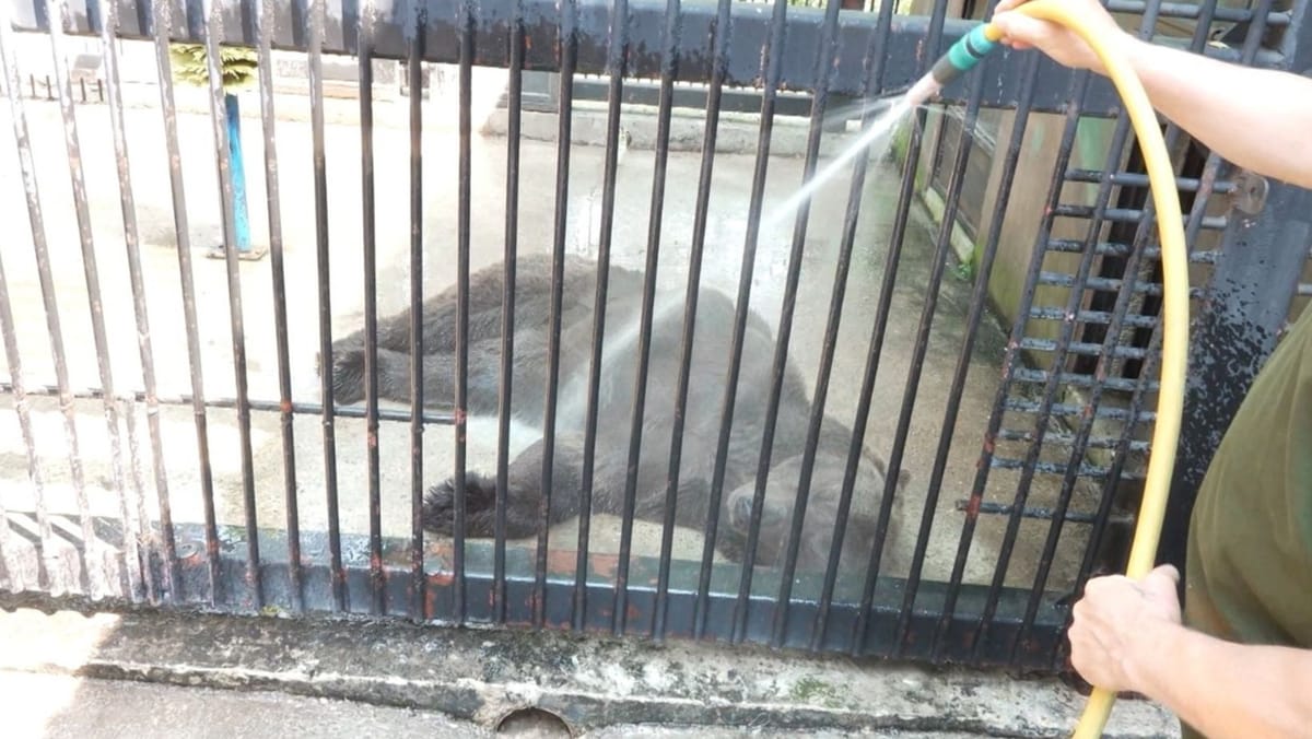 Meniu special și băi cu apă rece. Cum se descurcă animalele Grădinii Zoologice din Chișinău pe timp de caniculă