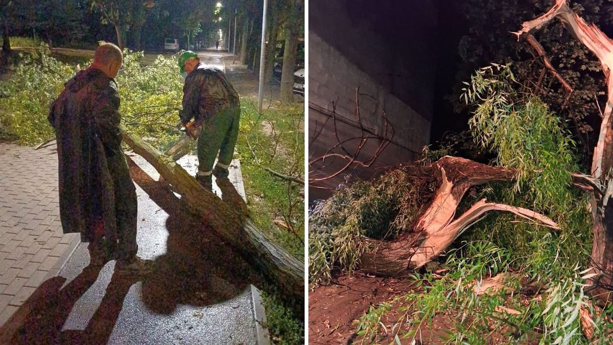 Ploaia și vântul au făcut pagube în Chișinău. Mai mulți arbori au fost rupți sau scoși din rădăcini