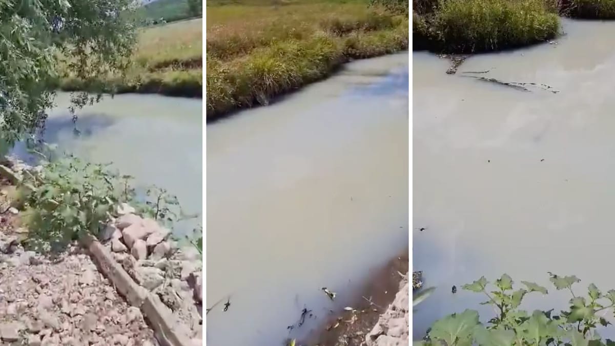 VIDEO/ Râul Bălțata ar putea fi poluat? Inspectorii de mediu caută sursa contaminării