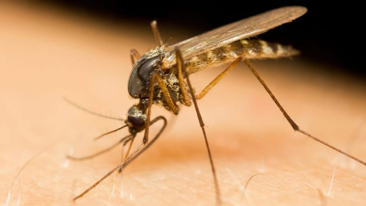 În Grecia crește numărul cazurilor de West Nile. ANSP face apel către turiștii moldoveni