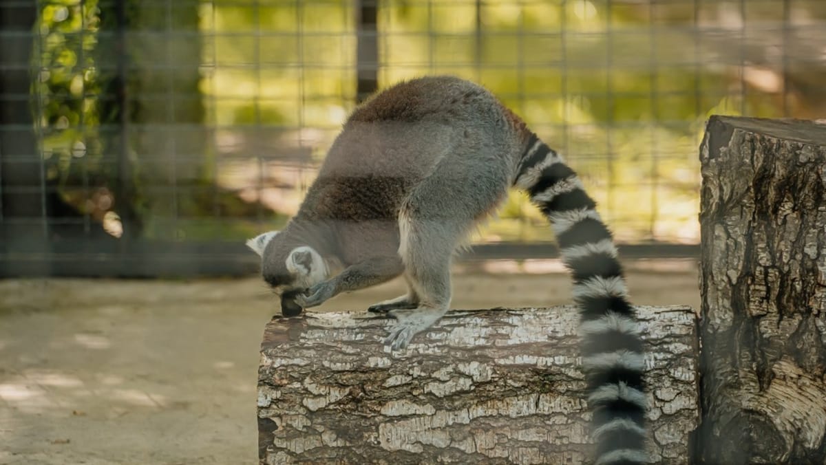 Program special la Grădina Zoologică din Chișinău: Menajeria a renunțat la ziua sanitară din 31 august