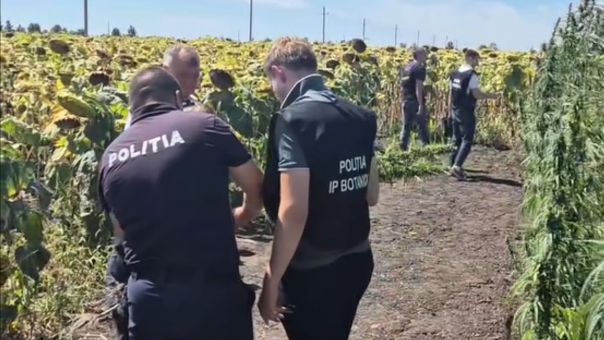 Plantație de cânepă „suspectă” în Băcioi. Poliția: Cultura este legală și destinată scopurilor industriale