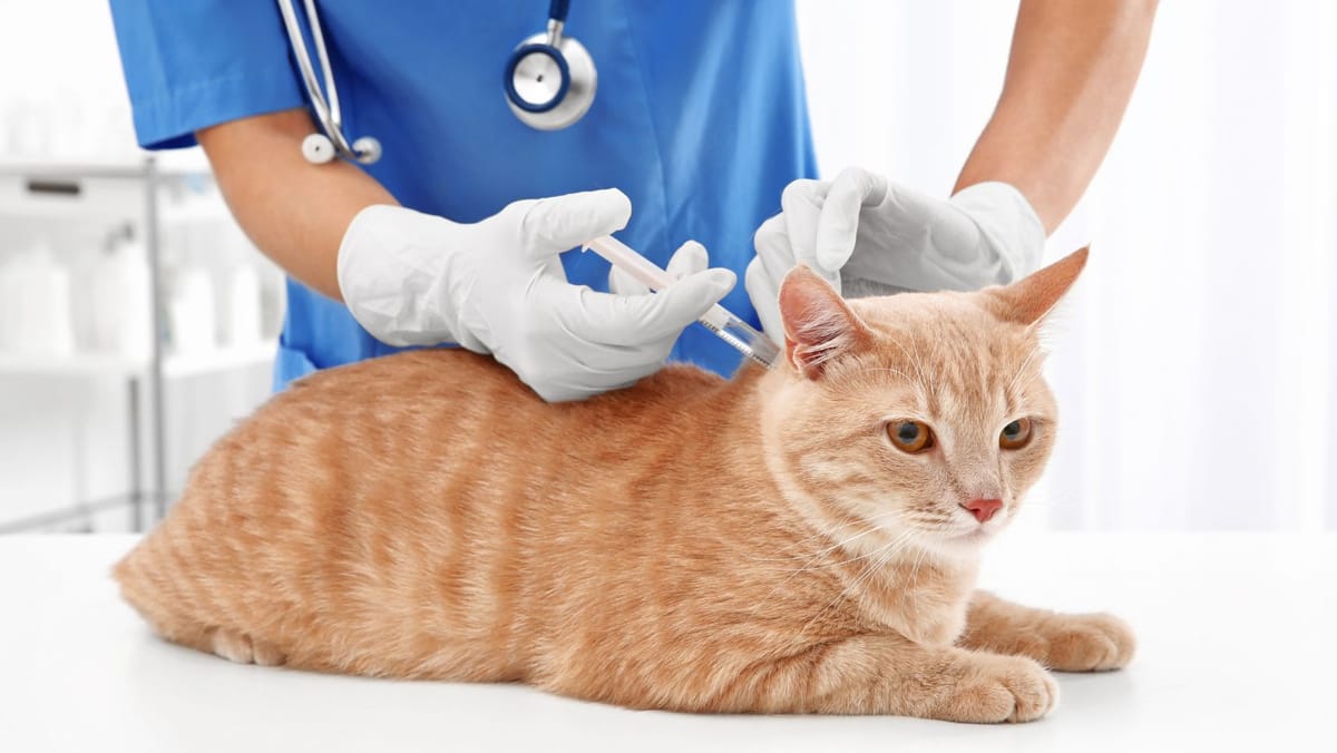 Sterilizare și vaccinare gratuite pentru animalele din trei sate din Anenii Noi. Cum se fac înscrierile?