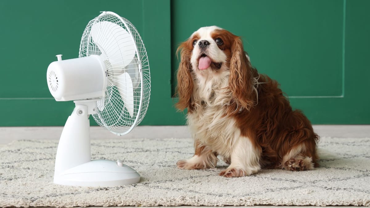 Canicula nu cedează. Codul galben a fost prelungit pentru marți, cu temperaturi de până la 36°C