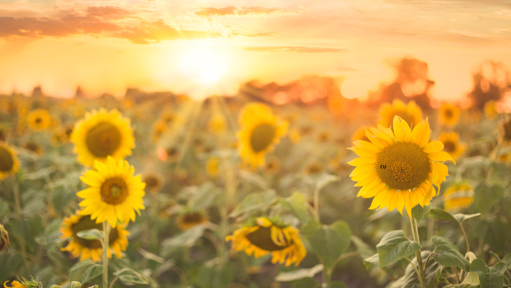 Canicula nu cedează în Republica Moldova. Mercurul din termometre urcă până la +38°C