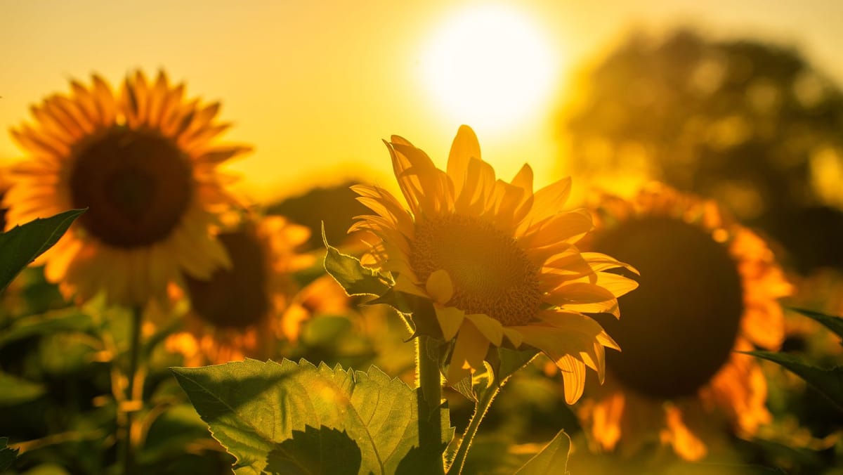 Prognoza meteo pentru astăzi, 6 august: până la +38°C în Republica Moldova. Ploi cu fulgere doar izolat în nord