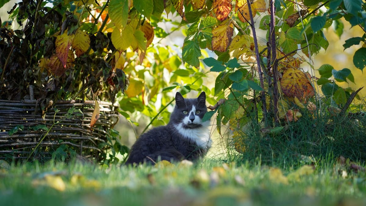 Dimineață rece, apoi temperaturi plăcute. Meteorologii transmit până la 23°C în prima zi din octombrie
