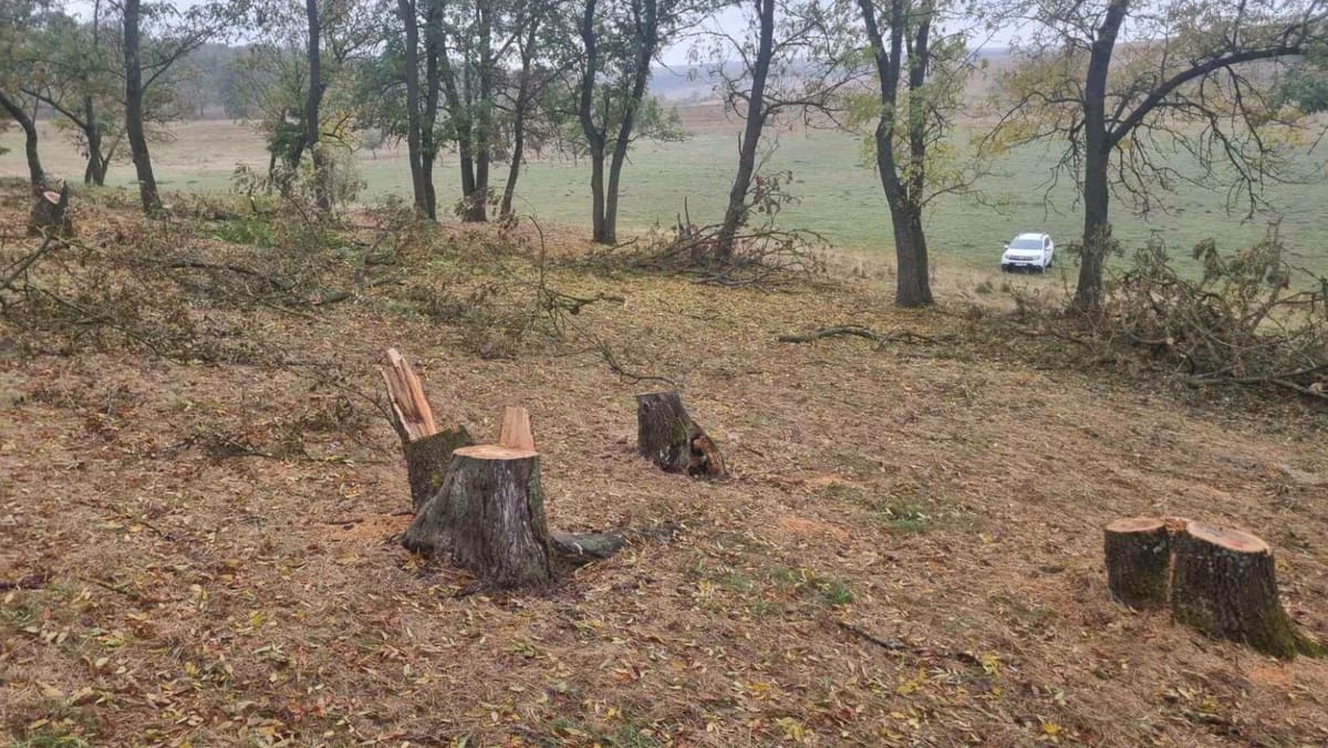 Tăieri ilegale de arbori în raionul Dondușeni. Inspectorii au descoperit 21 de cioate și un prejudiciu de 25.000 de lei