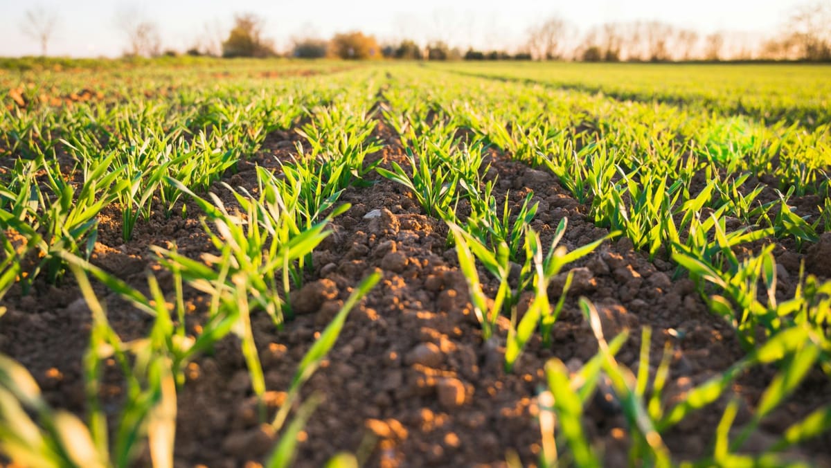 Sprijin financiar pentru terenuri mai fertile și mai rezistente la schimbările climatice - când pot fi depuse cererile