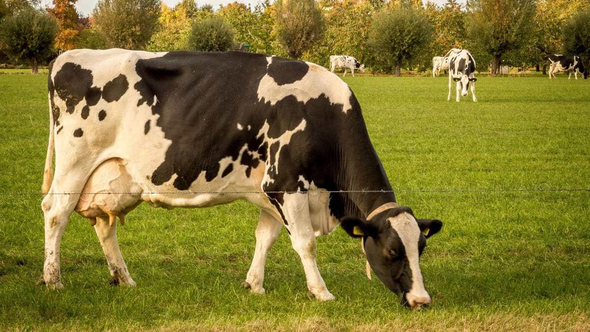 Crescătorii de animale pot cere sprijin financiar. Dosarele se depun până pe 20 noiembrie