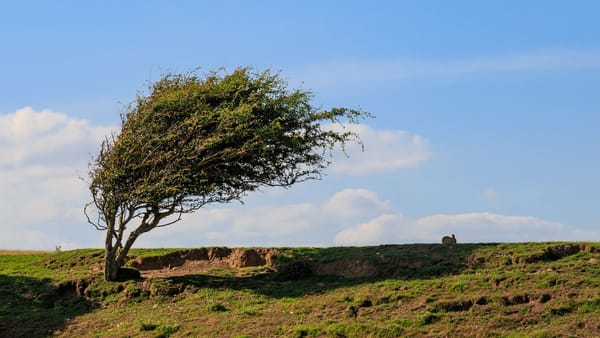 Meteorologii au emis cod galben de intensificări ale vântului pe întreg teritoriul țării