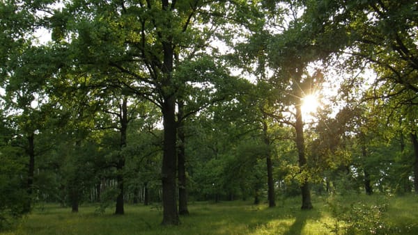 După 27 de ani, R. Moldova va avea un nou Cod silvic