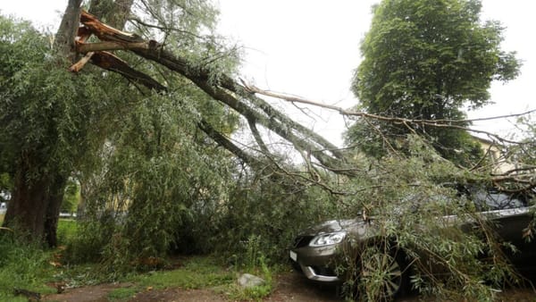 Îndemn pentru locuitorii capitalei: Fiți prudenți când vă deplasați pe trotuar și nu parcați mașinile sub copaci