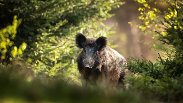 ANSA anunță despre două focare de pestă porcină pe teritoriul țării. Un caz, înregistrat la Pădurea Domnească