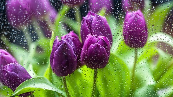 Pregătiți umbrelele și îmbrăcați-vă călduros. Ziua de miercuri ne aduce ploi slabe și lapoviță