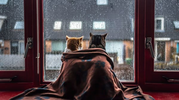 Vremea se menține posomorâtă și joi. Meteorologii prognozează la noapte minime de până la -1°C