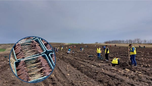 O nouă pădure pe o suprafață de 16 hectare va fi sădită la Florești. Au fost plantați stejari cu rădăcina protejată